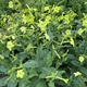 Nicotiana-blog_thumb