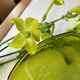 Nicotiana_close_up-blog_thumb