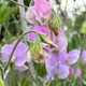 Sweetpea-blog_thumb