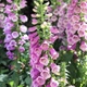 Foxglove-blog_thumb